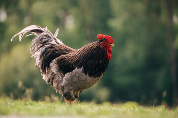 Majestic rooster eating grass in a garden. 