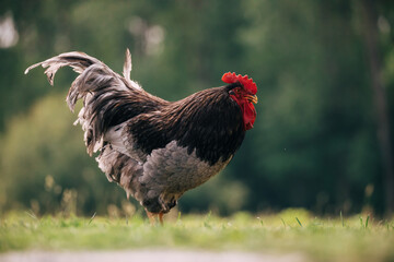 Majestic rooster eating grass in a garden. 