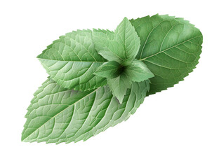 Mint leaf, mint green color, transparent background, png file, 3d illustration