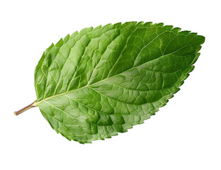 Mint leaf, mint green color, transparent background, png file, 3d illustration