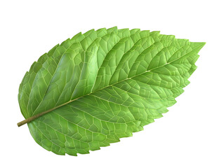 Mint leaf, mint green color, transparent background, png file, 3d illustration