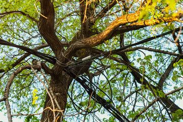 Fototapeta premium Electrical cable is fixed on a tree among branches with green foliage. Temporary installation of power lines for a city event. The concept of symbiosis between man and nature.