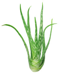 Aloe vera, stalk of aloe plant isolated on white background. File contains clipping path.