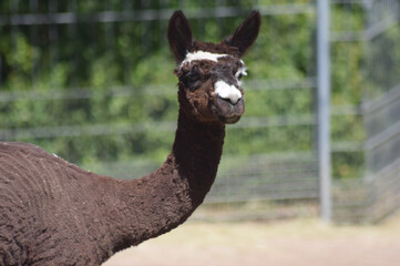 Obraz premium Alpaka