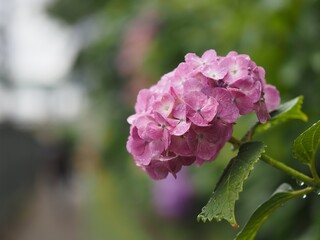 裏路地のピンク色のアジサイの花のアップ