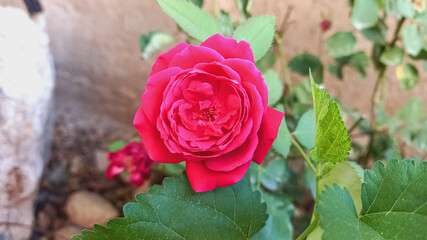 Beautiful Red Roses or Rose flowers in a garden, dew on its petals, beautiful green blurry background