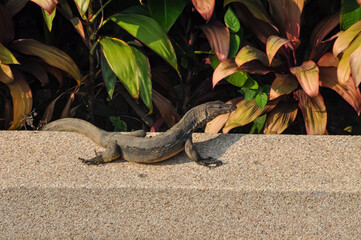 Bengal monitor lizard or Varanus bengalensis resting on the edge of a swimming pool in a Thai hotel