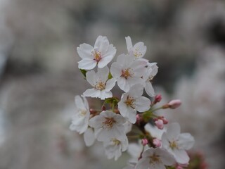 満開の桜の枝の先に咲く花のアップ