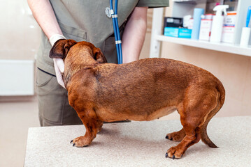 Dachshund dog being examined with a stethoscope by a veterinarian in a veterinary hospital.
