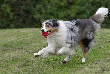 Australian Shepherd bringt seinen Ball zurück