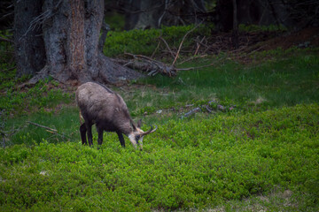 a adult chamois buck, rupicapra rupicapra, in the forest on the mountains at a  spring evening