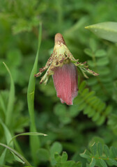 Fresh flowers directly from garden