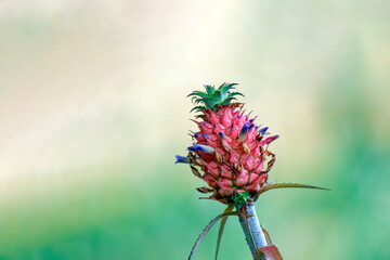 Mini-pineapple-with-blurred-background-01