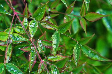 雨に濡れる葉