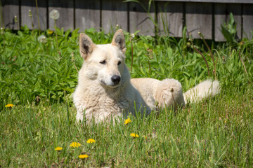 Obraz premium Laika dog on green spring grass