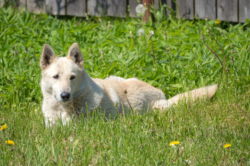 Fototapeta premium dog on green spring grass