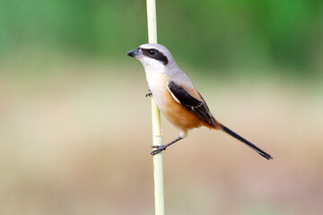 Long-tailed shrike (Lanius schach)
