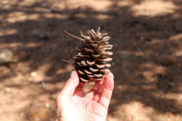 A person's hand holds objects close-up.