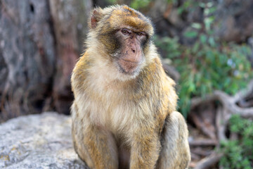 Portrait of a Macaque in Gibraltar