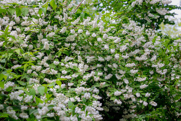 Selective focus white flowers of Fuzzy deutzia blooming on the tree in the park, Deutzia scabra is a species of flowering plant in the hydrangea family (Hydrangeaceae) Nature floral background.