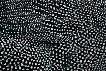 Beautiful black and white texture of feathers. 