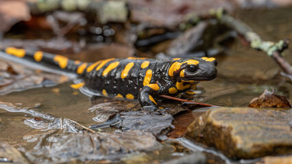 Nahaufnahme eines Feuersalamanders (Salamandra salamandra), gelbe Flecken deutlich erkennbar, Tier blickt nach vorne