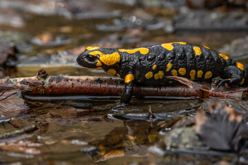 seitliche Nahaufnahme eines Feuersalamanders (Salamandra salamandra), gelbe Flecken deutlich erkennbar