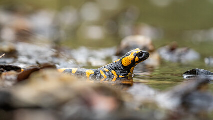 seitliche Nahaufnahme eines Feuersalamanders (Salamandra salamandra), gelbe Flecken deutlich erkennbar