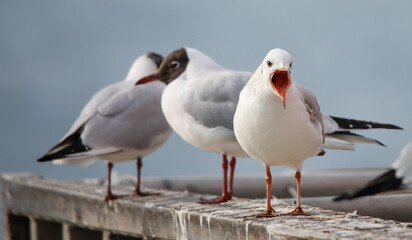  Pretty solitary seagull. 