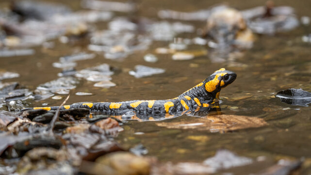 seitliche Nahaufnahme eines Feuersalamanders (Salamandra salamandra), gelbe Flecken sind am gesamten K&ouml;rper deutlich erkennbar