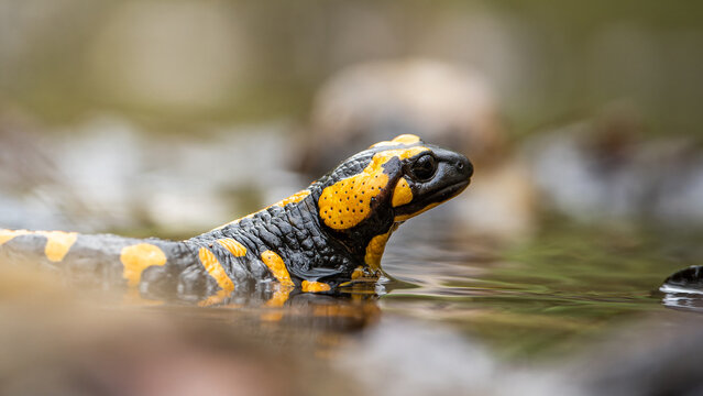 Nahaufnahme eines Feuersalamanders (Salamandra salamandra), gelbe Flecken auf Kopf und Oberk&ouml;rper  deutlich erkennbar