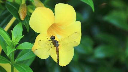 Golden bell flower, golden trumpet flower, buttercup flower or Allamanda cathartica flower.
