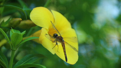 Golden bell flower, golden trumpet flower, buttercup flower or Allamanda cathartica flower.