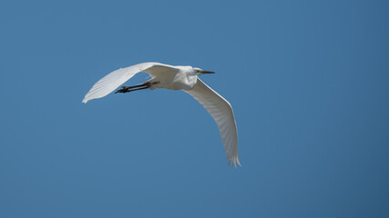 Nahaufnahme eines Silberreiher (Ardea alba) im Flug, Vogel befindet sich im Prachtkleid