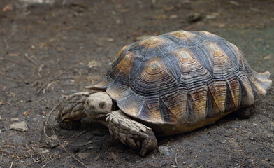 Sulcata tortoise on the ground
