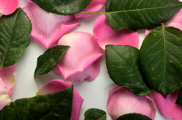  Background of rose petals with leaves