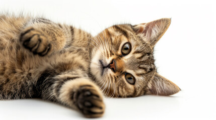 European Shorthair Kitten looking in Camera
