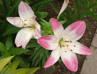 pink lily flower