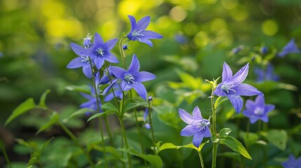 Bluebell also called Campanula rotundifolia is a perennial plant with bell shaped blue flowers that reaches heights of 10 40 cm