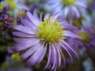 Closeup of lilac aster perennial