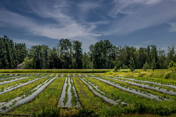 Crops growing in the field Red Deer County Alberta Canada