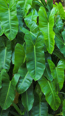 Heart-shaped green leaves texture of Burle Marx philodendron (Philodendron imbe) the tropical...