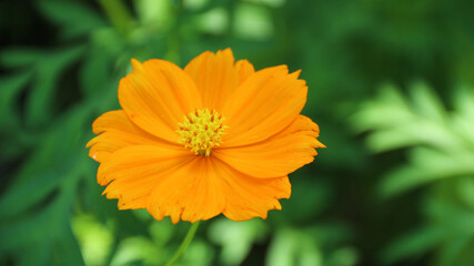 Cosmos caudatus Kunth or king's salad is an annual plant in the genus Cosmos