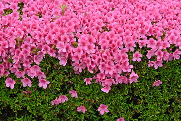 Azalea (Rhododendron) flowers. Ericaceae flowering tree. Flowering season is from April to May.
