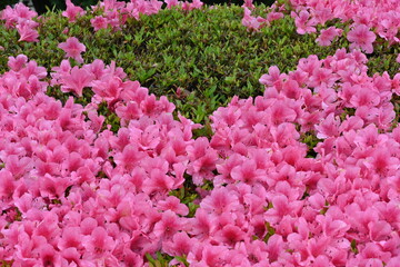 Azalea (Rhododendron) flowers. Ericaceae flowering tree. Flowering season is from April to May.