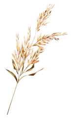 Fototapeta premium PNG Vector of dry flower plant grass wheat.