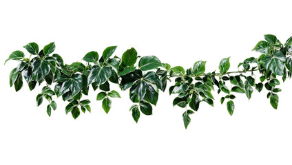 Tropical creeper border hanging isolated on transparent background.