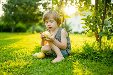 Cute toddler boy helping to harvest apples in apple tree orchard in summer day. Child picking...