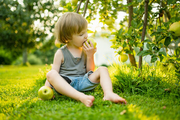Cute toddler boy helping to harvest apples in apple tree orchard in summer day. Child picking...