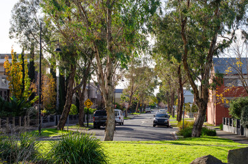A beautiful residential neighborhood street lined with houses and large eucalyptus gum trees in...